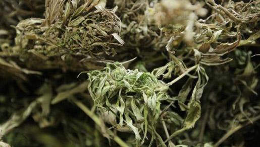 Uhitili 7 osoba zbog krijumčarenja 37 kilograma marihuane Uhitili 7 osoba zbog krijumčarenja 37 kilograma marihuane