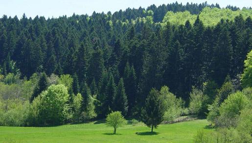 Na sporni Zakon o šumama RS-a ipak idu amandmani Na sporni Zakon o šumama RS-a ipak idu amandmani