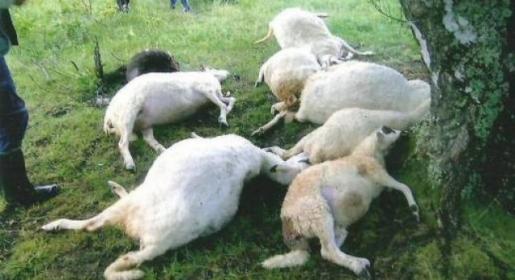 Grom ubio pedeset ovaca Grom ubio pedeset ovaca