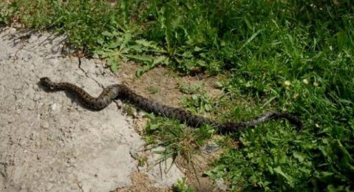 Zmije šire paniku: U kuću ušla otrovnica i uvukla se iza ormara Zmije šire paniku: U kuću ušla otrovnica i uvukla se iza ormara