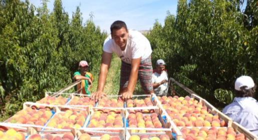 Berba bresaka u dolini Neretve na +37 stupnjeva u hladu Berba bresaka u dolini Neretve na +37 stupnjeva u hladu