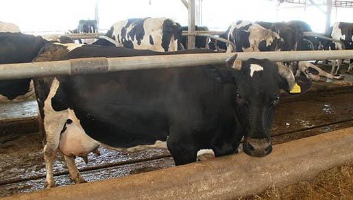 U BiH nestašica mlijeka, slijede nova poskupljenja